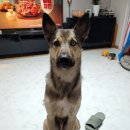 강아지실종신고, 경기도 평택시 세교동 농민식자재마트 주차장에서 마지막 목격, 대형견 믹스 이미지