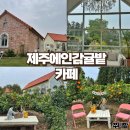 한라태권도 본관 | 서귀포 제주에인감귤밭 카페 서귀포카페 아이랑 제주도카페 추천 감성카페 솔직후기