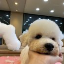 나래애견미용 네이버블로그