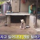 개밥주세요 이미지