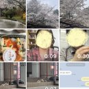 [4월 첫째 주] 세상이 핑크퐁 - 공주대 벚꽃 | 용용선생 | 부산집 | 세종 윤가네 | 스타벅스 알바...