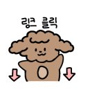 율무네애견 이미지