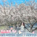 남해-190 | 부산 벚꽃 개화시기 달맞이고개 벚꽃 여행코스 3 추가로 카페 이띠까지