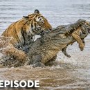 Tiger cub become a crocodile bite 이미지