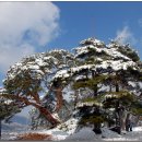 왕소나무길 이미지