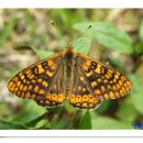 금빛주유소 이미지