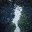 냉이꽃 민박 | 무계획 여행기 5탄(남원큰엉해안,한반도,상효원,6월수국,돈내코점심,이중섭거리,다다익고,수수민박)