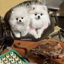 화이트포메라니안 | 서울 강남 혈통견 화이트 포메라니안 전문 분양 폼스홀릭 후기