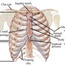 갈비뼈 부상 Rib Injury 이미지