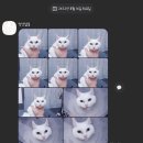 멍냥살롱 이미지