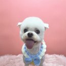 아임그루머 네이버블로그