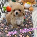 크림푸들 가족이야기 이미지