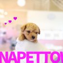 토이 켄넬 이미지