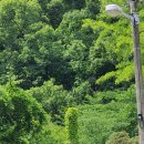 경기옛길 의주길 제4길 파주고을길 이미지