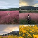 상리마을 | 부산 기장 핑크뮬리/팜파스/미니해바라기 한번에 볼수있는 곳 &lt;상리마을&gt; 방문후기