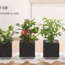 유플라워컴퍼니