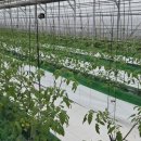 수원시농업기술센터 | 수원시농업기술센터, 2026년 농업기술 보급사업 참가자 모집