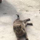 보리마루1