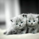 초이스외과동물병원 이미지