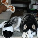 산책하는 강아지 이미지