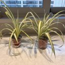 브니엘 | 브니엘농원 무늬접란 후기!