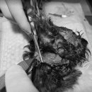 금샘동물병원 이미지