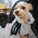 도그바라기 이미지