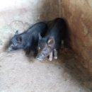 인석농장 이미지