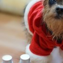 도그아로마 이미지