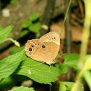 한국의 나비 / 네발나비과( 5 ) / 뱀눈나비 이미지