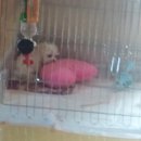 개밥하우스 이미지