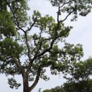 고산윤선도유적지 이미지