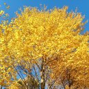 계수나무 이미지