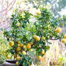 레몬트리호텔 이미지