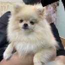 똑똑독 펫살롱 네이버블로그