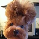 내머리어때 이미지