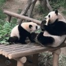 무릎 꿇고 오마니 죽순 좀 주세요 하는 루이바오🐼💜 이미지