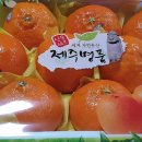 제주명품 '레드향' 진짜 진짜 맛있네요 [설명절 선물로 강추] 이미지