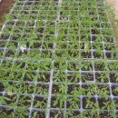 새싹농장 이미지