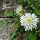 하얀민들레 이미지