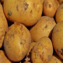 선향농장 이미지