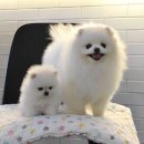 경북반려동물장례식장 이미지