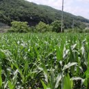 한반도면-6 이미지