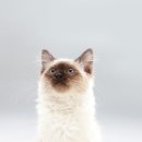 더원고양이동물병원 이미지