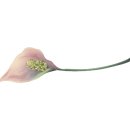 울알라애견미용 이미지