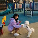 쿨한 강아지 이미지