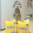 강아지 배변패드 한 장으로 가능한 코코뽀숑 애견 패드 후기