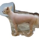 땡큐동물병원 이미지