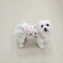 웰니스펫뷰티 | 파주 운정 스타필드 웰니스 펫 빌리지 복합공간 호텔부터 동물병원 말티즈 위생목욕 얼굴컷 받은 후기