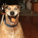 장충동한양할머니족발 이미지